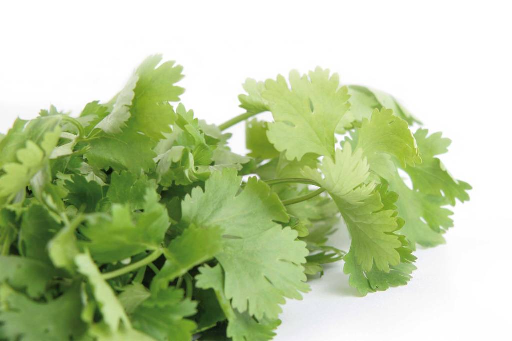 coriandre